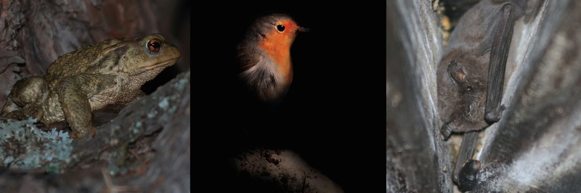 Un crapaud épineux, un rouge-gorge familier et un petit molosse de La Réunion. Wirestock Creators/Shutterstock, Smutan/Shutterstock, Chasseur_de_licorne/INaturalist