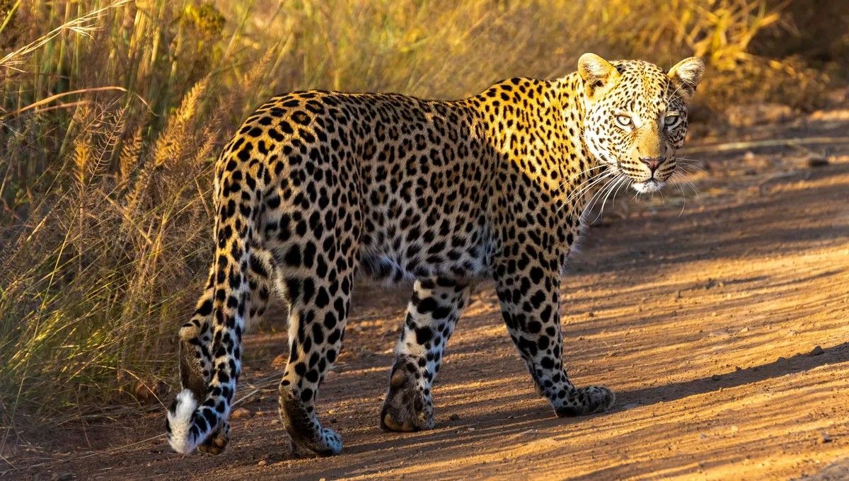 Léopard près d'une route au Pilanesberg National Park, en Afrique du Sud. Le léopard ©Getty - Neil Farrin/robertharding